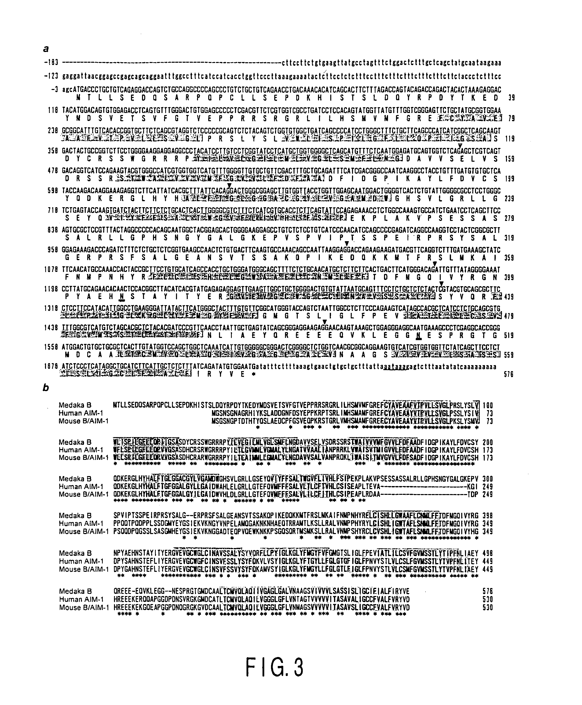 Gene encoding b protein