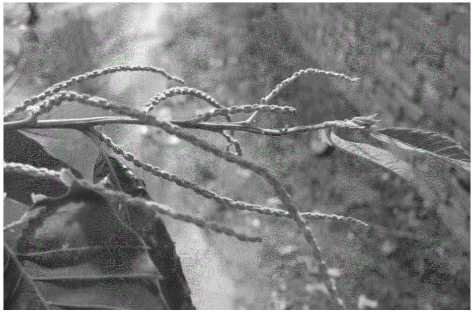 Method for inducing castanea mollissima 2n pollen based on inflorescence dip