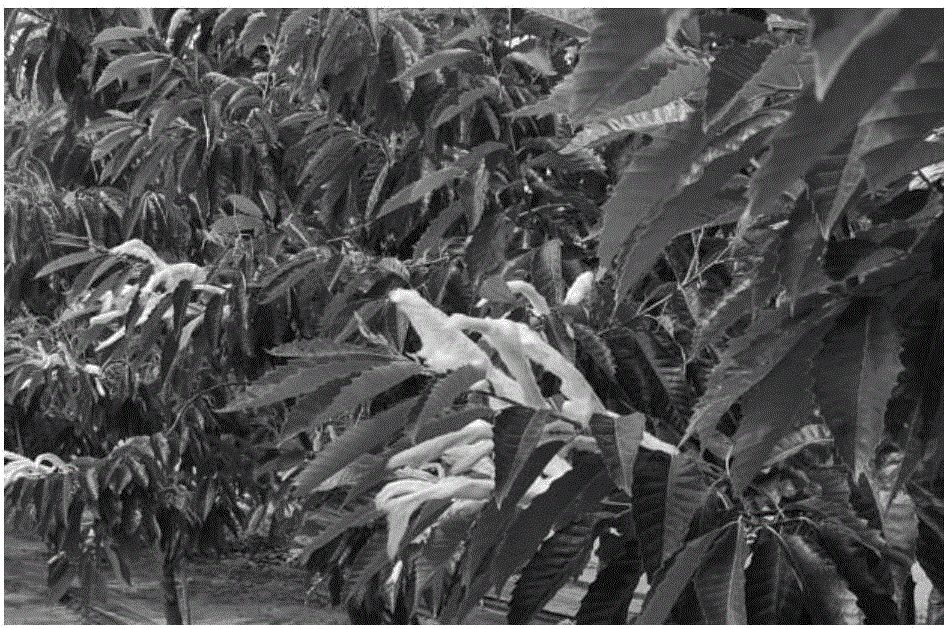 Method for inducing castanea mollissima 2n pollen based on inflorescence dip