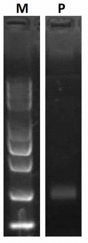 Application of ath-eTM160 in inhibiting functions of microRNA160