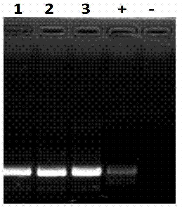 Application of ath-eTM160 in inhibiting functions of microRNA160