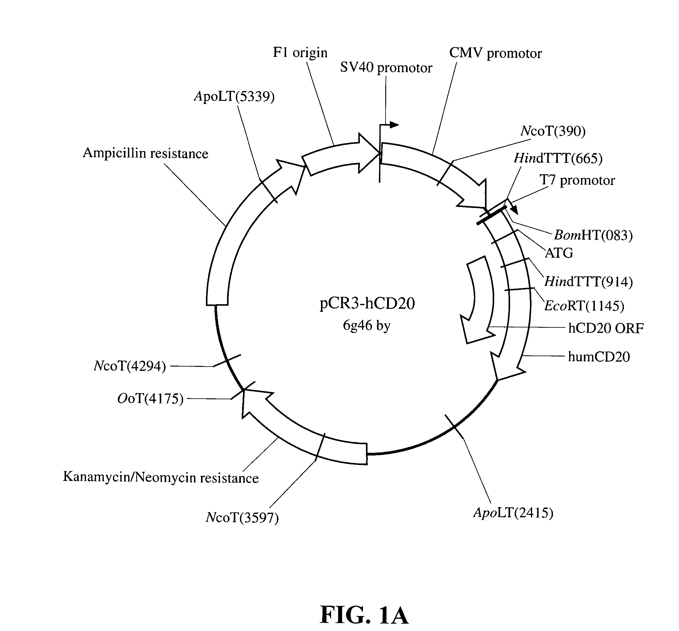Method and compositions for stimulation of an immune response to CD20 using a xenogeneic CD20 antigen