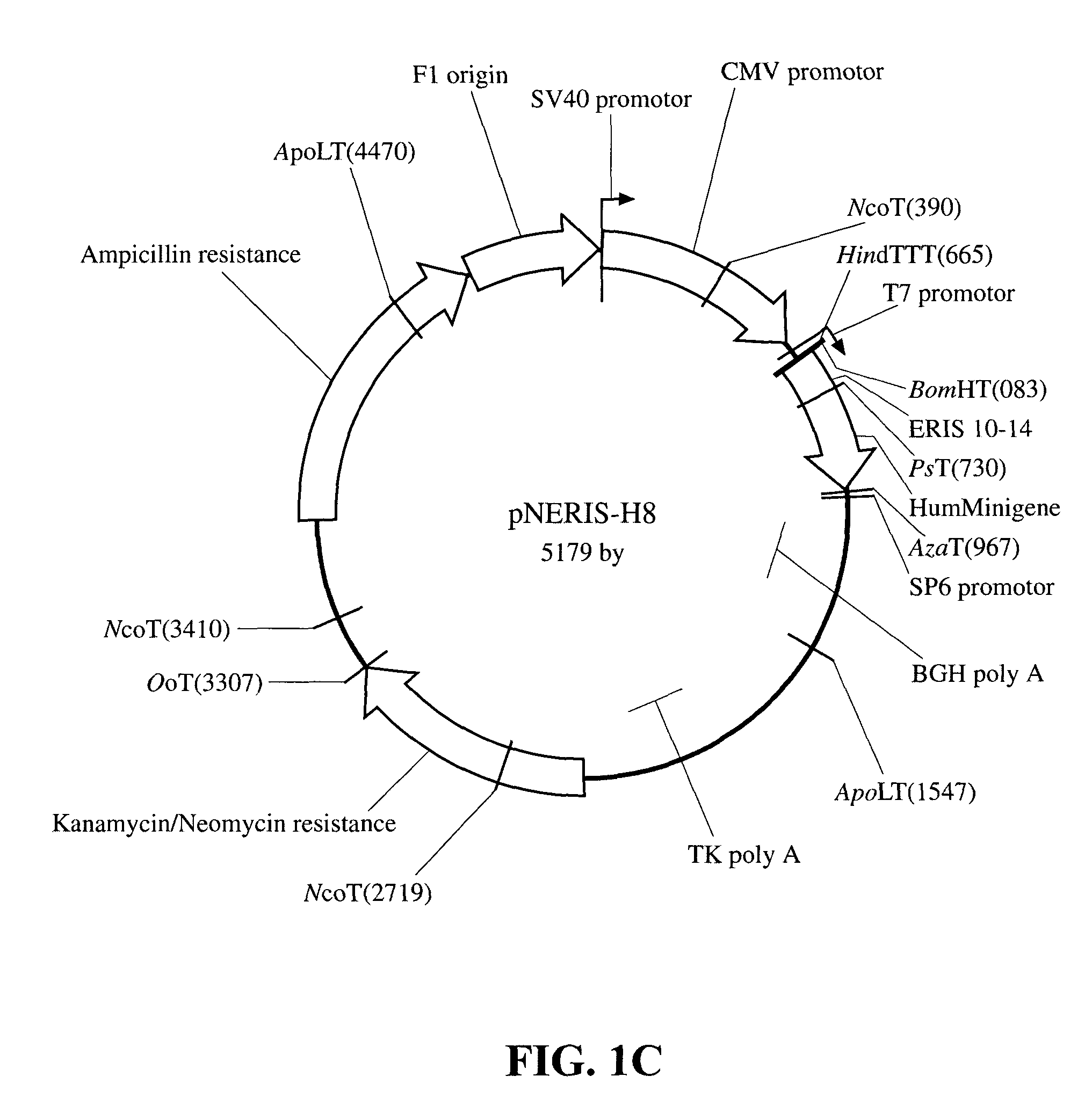 Method and compositions for stimulation of an immune response to CD20 using a xenogeneic CD20 antigen