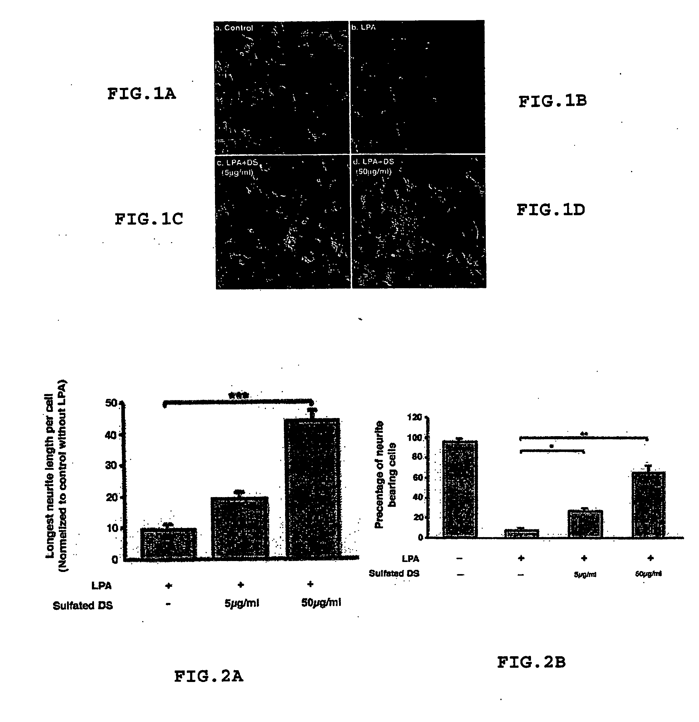 Method for Treating or Inhibiting the Effects of Injuries or Diseases that Result in Neuronal Degeneration