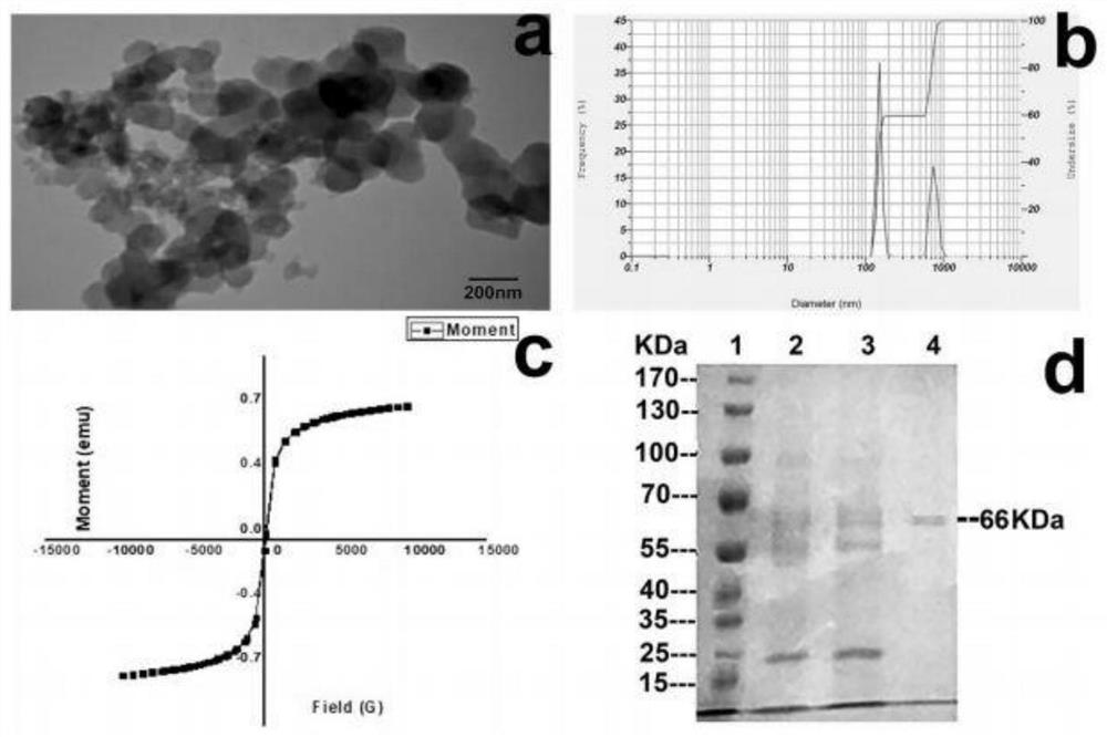 Method for purifying polygalacturonase by galacturonic acid magnetic nanoparticles