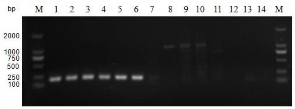 A detection primer and detection kit for Cryptobacter pyogenes