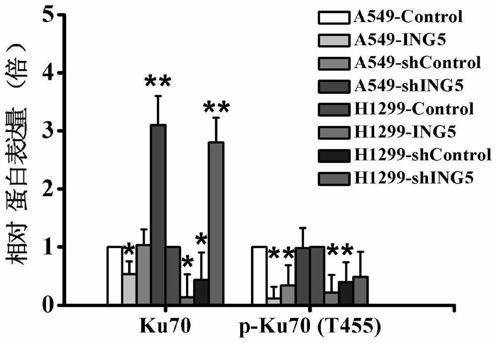 Ku70 protein T455 site phosphorylation inhibitor and application thereof