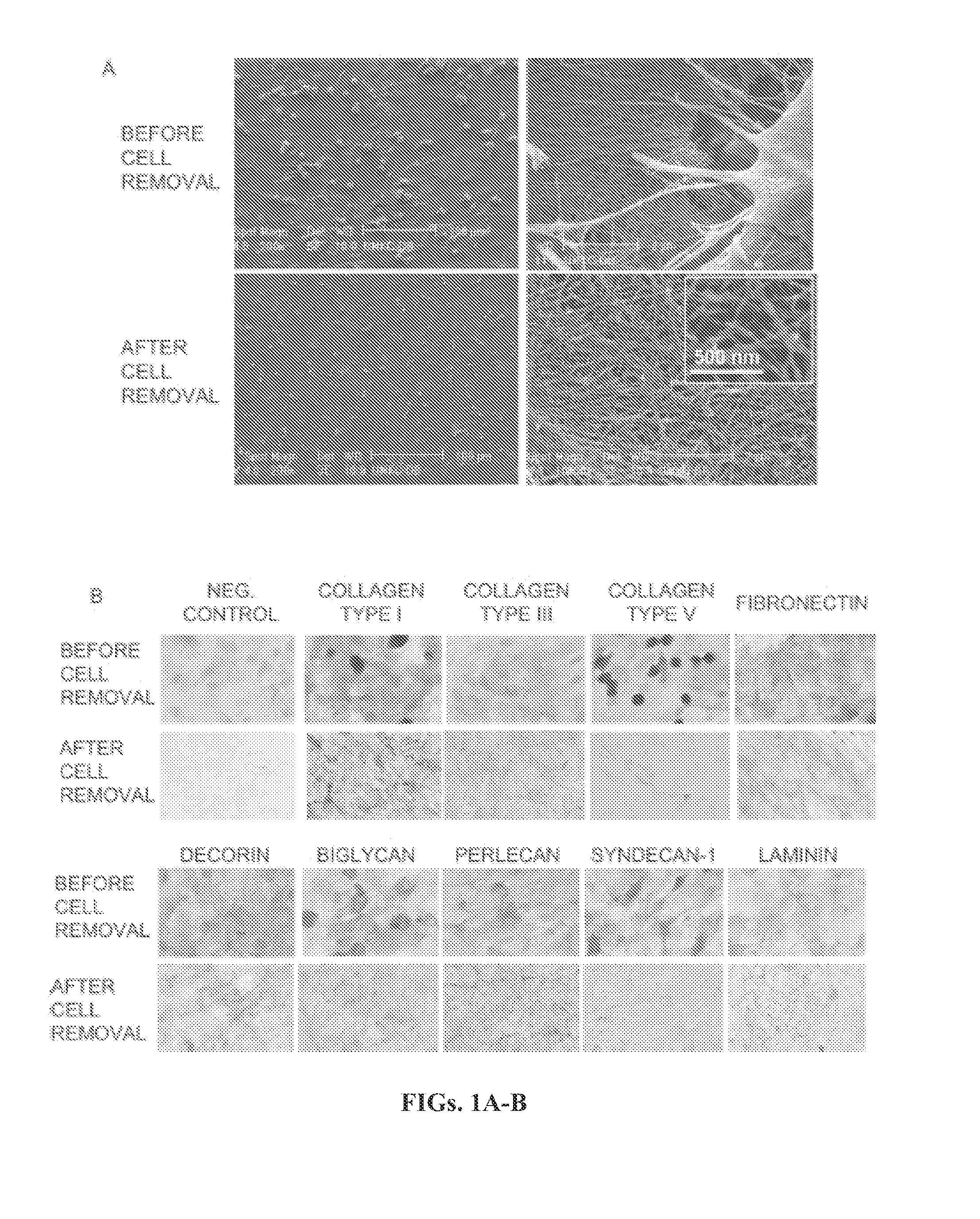 Tissue-specific differentiation matrices and uses thereof