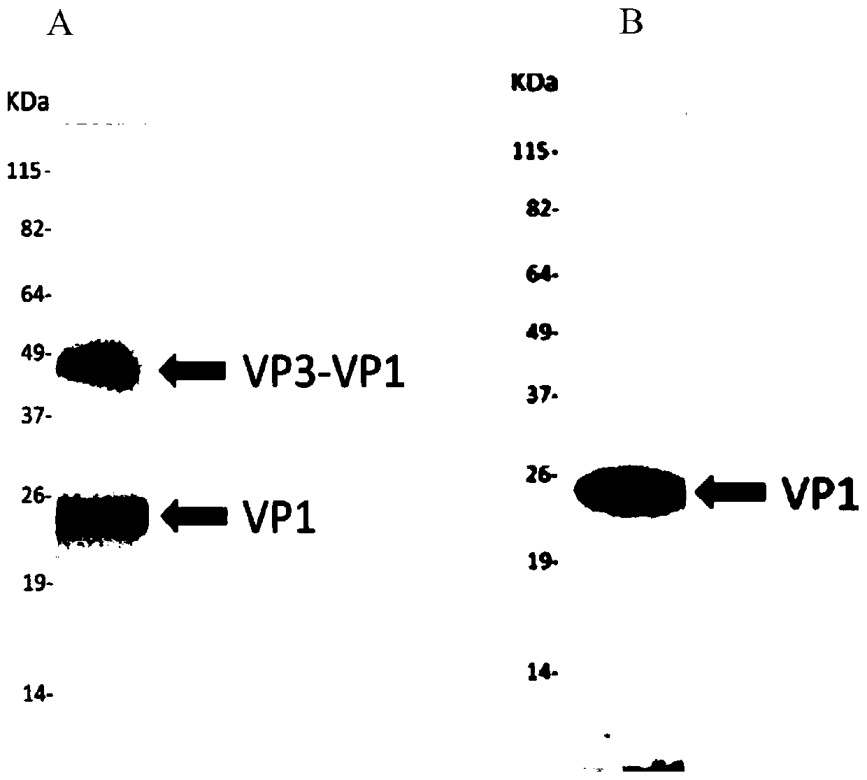Recombinant DNA vector for efficiently preparing foot and mouth disease virus-like particles, application and vaccine