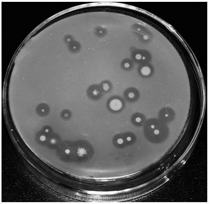 Fibrinolytic enzyme-producing Bacillus subtilis and fermentation method and application thereof