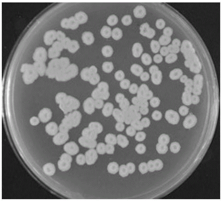 Fibrinolytic enzyme-producing Bacillus subtilis and fermentation method and application thereof