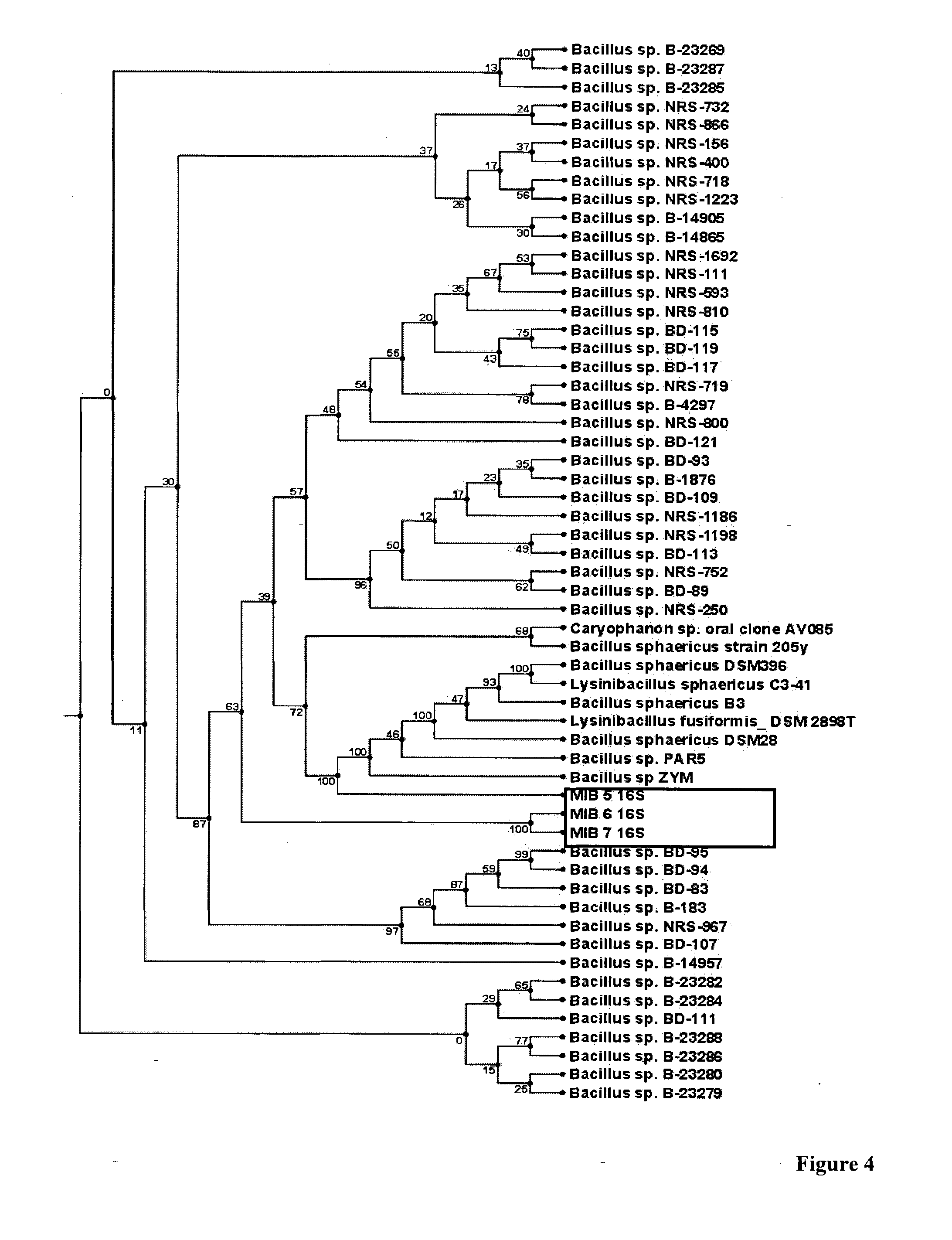 Novel bacterial strains for biological control of mosquitoes