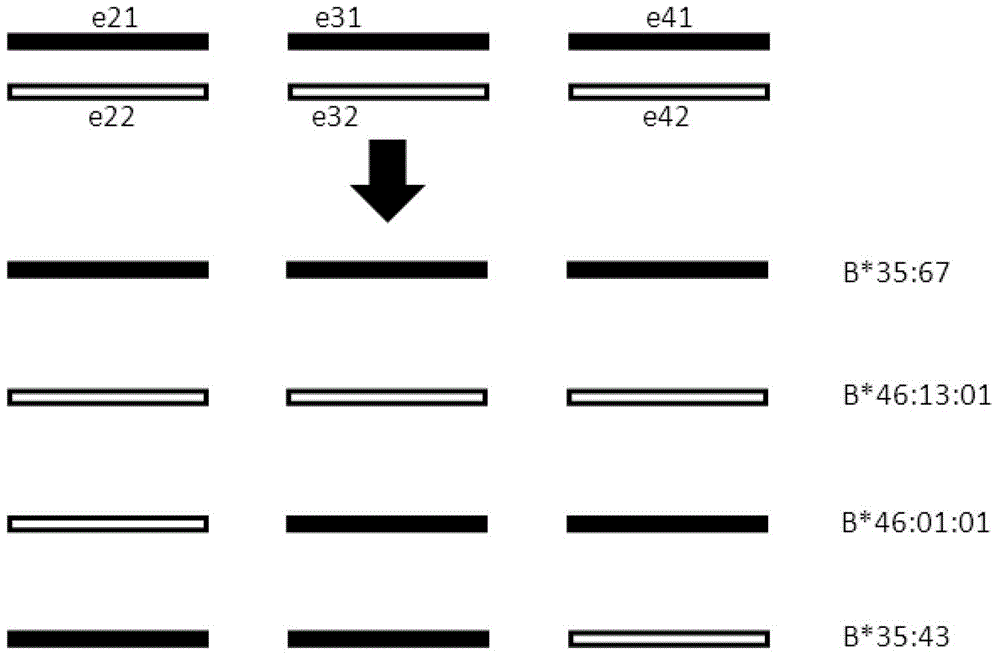 hla genotype-snp linkage database, its construction method, and hla typing method