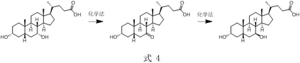 A chemical-enzyme method of preparing ursodeoxycholic acid