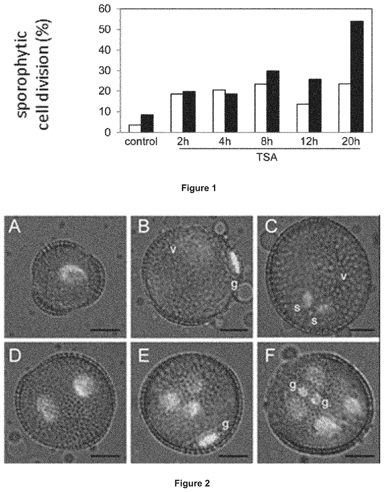 Haploid embryogenesis