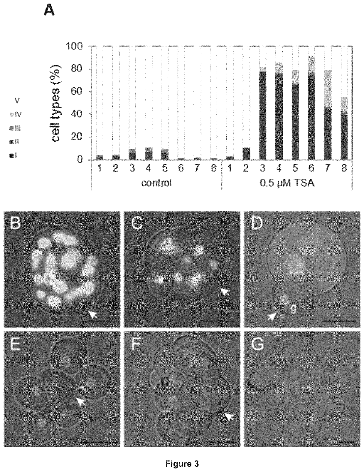 Haploid embryogenesis