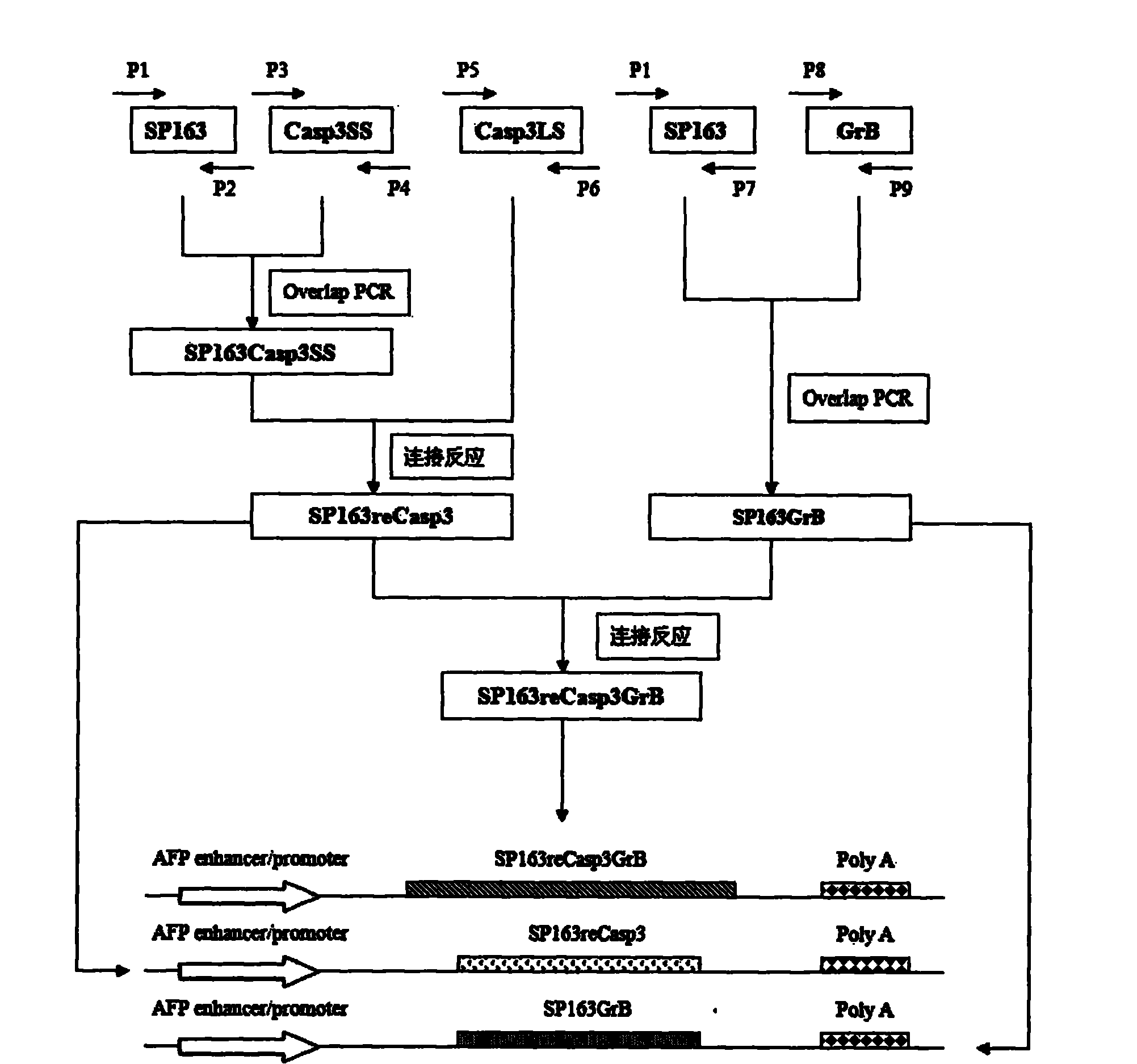 Sequence for expressing targeted double-recombinant apoptosis proteins of liver cancer and application thereof