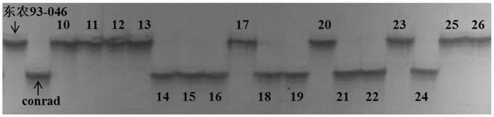 A method for assisting identification of soybean mosaic virus resistance gene and its application