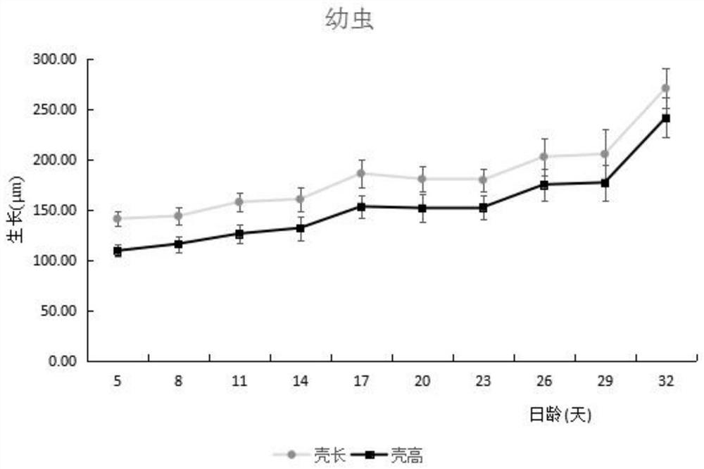 A kind of artificial cultivation method of large-sized seedlings of Japanese sea god clam in autumn