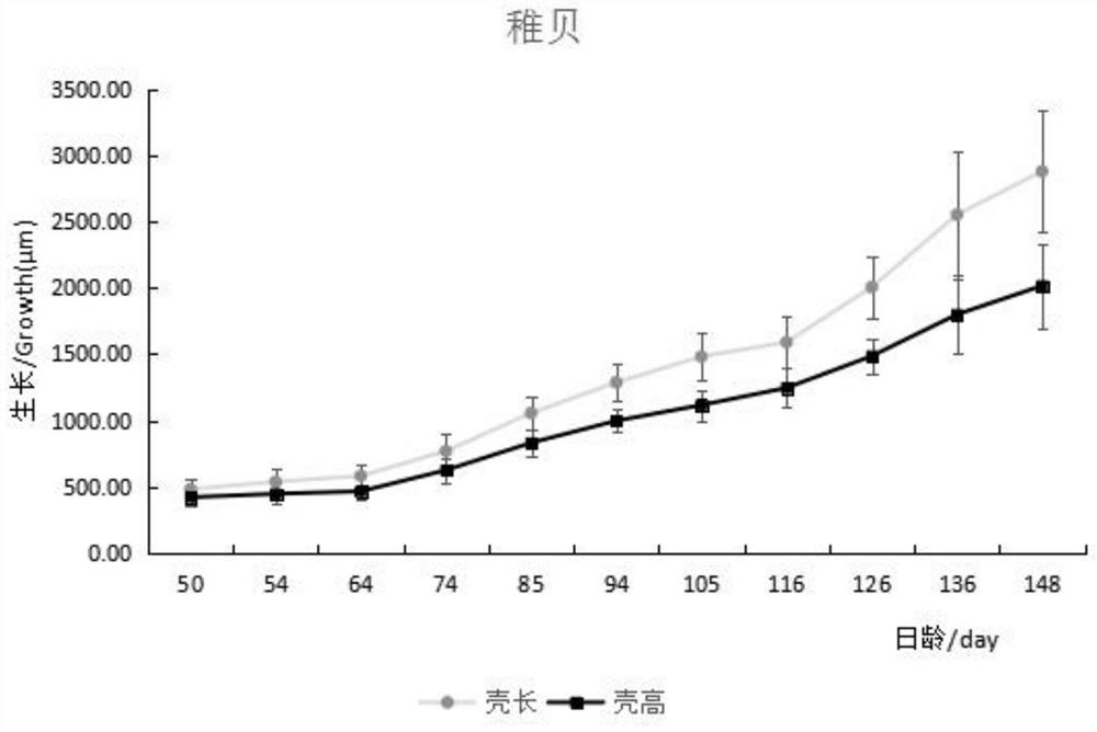 A kind of artificial cultivation method of large-sized seedlings of Japanese sea god clam in autumn