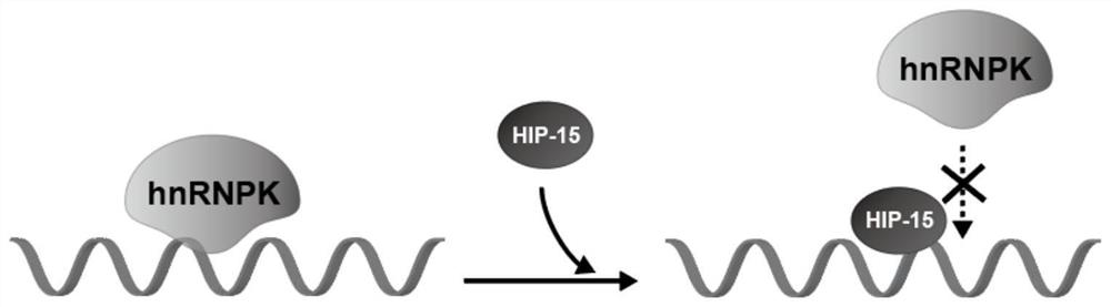 Polypeptide HIP-15 capable of antagonizing hnRNPK protein RNA binding activity and application thereof