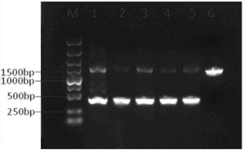 Screening method of pseudomonas protegens mutant strain and application thereof to biological control