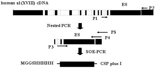 Fusion protein of liver-targeting peptide and recombinant human endostatin and its preparation method and application
