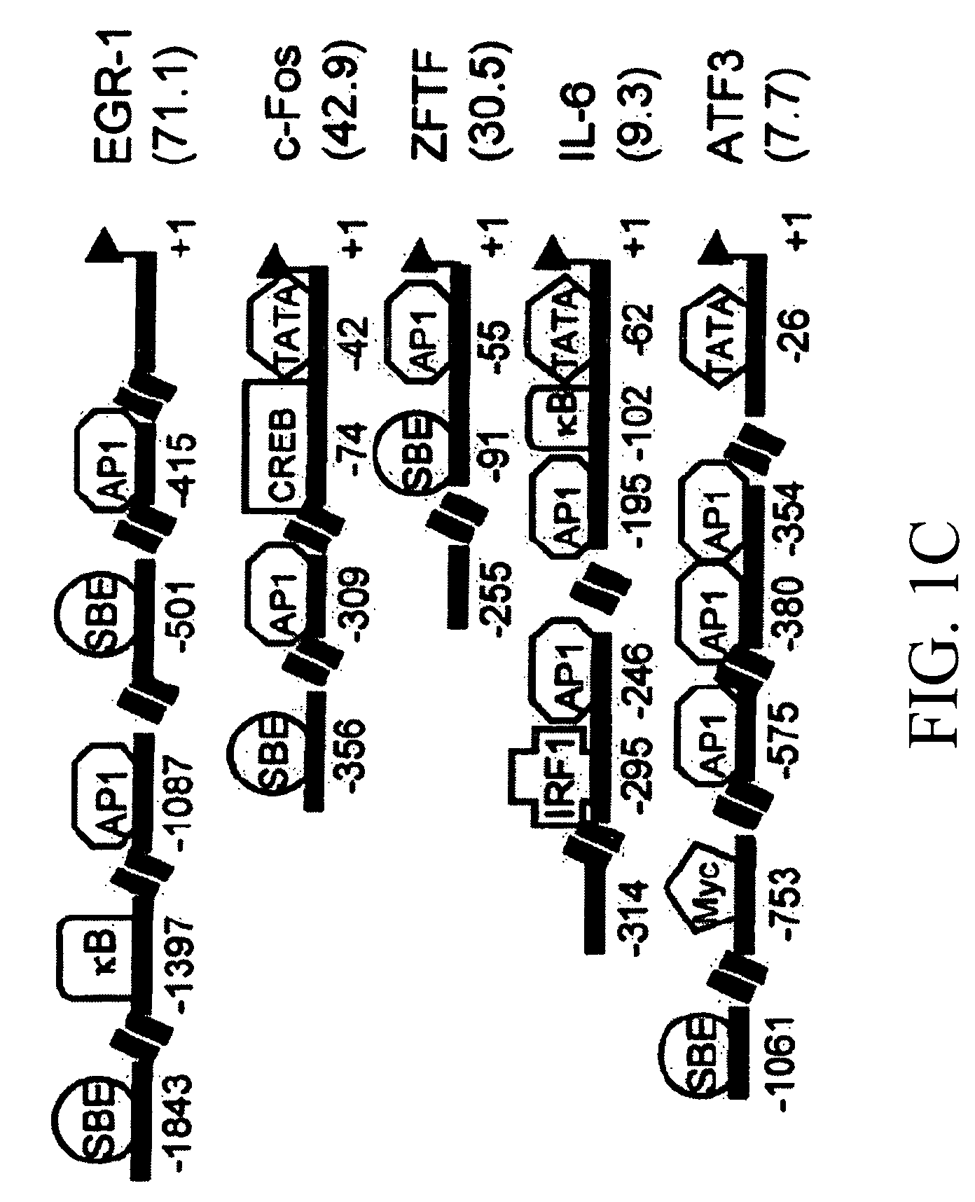 JAK/STAT inhibitors and MAPK/ERK inhibitors for RSV infection