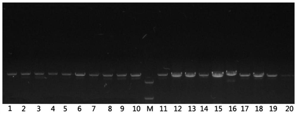 A SNP molecular marker related to hypoxia tolerance traits of mandarin fish and its application
