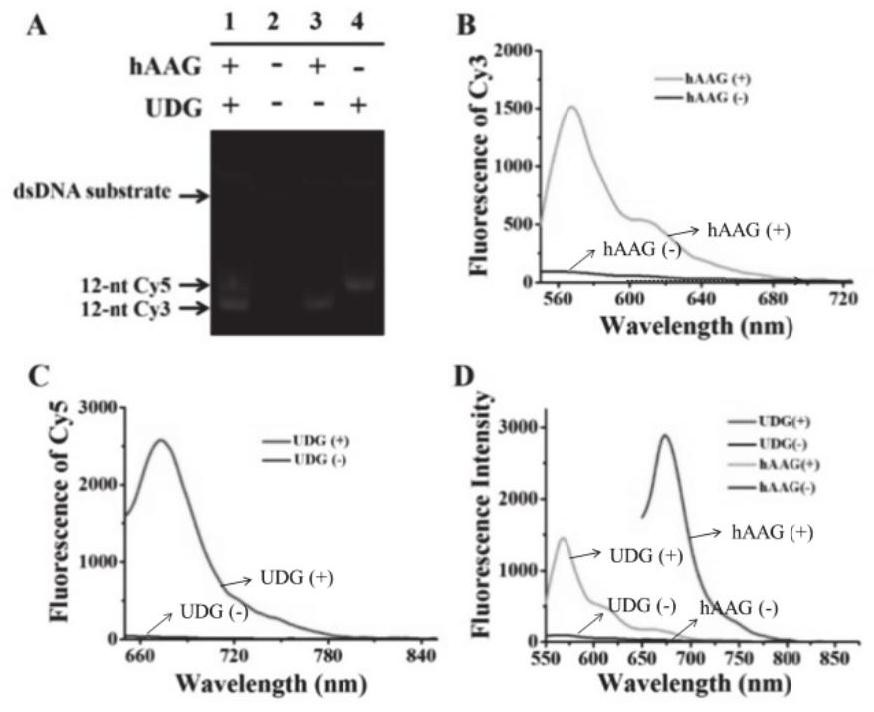 Fluorescent chemical sensor for simultaneous detection of multiple dna glycosylases, detection method and application thereof