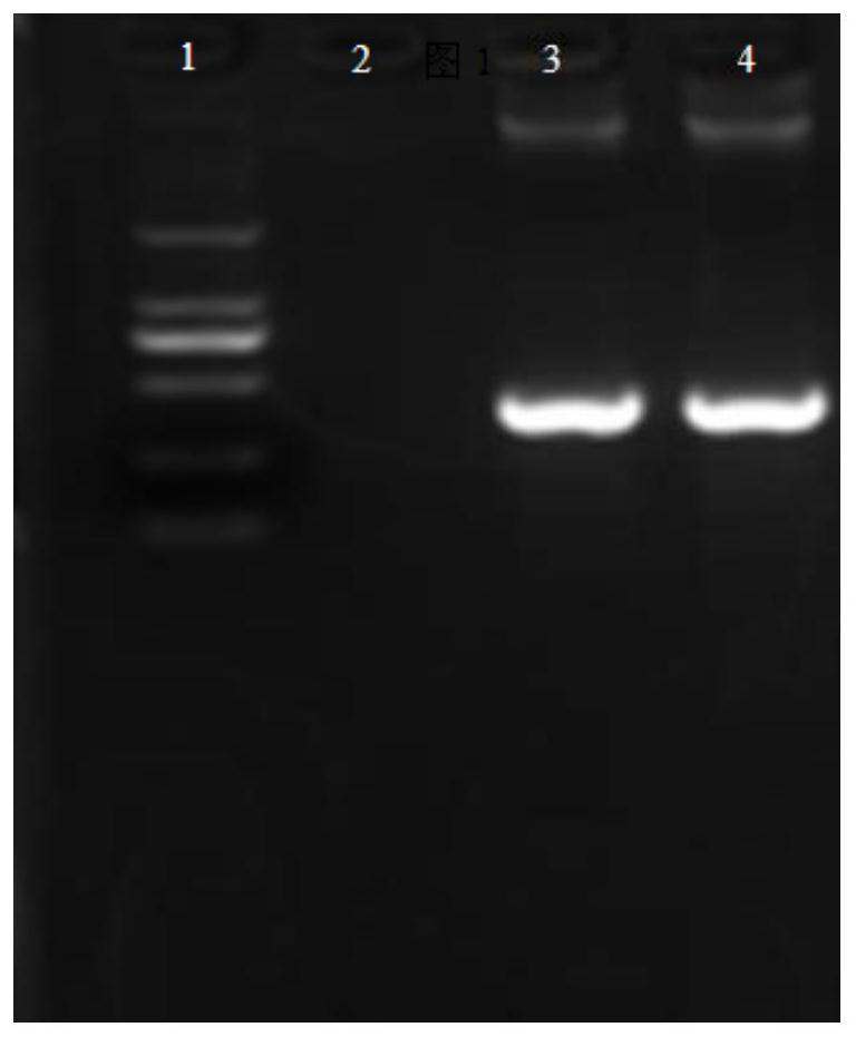 NtCHA1 gene capable of regulating and controlling potassium content of tobacco leaves and application of NtCHA1 gene