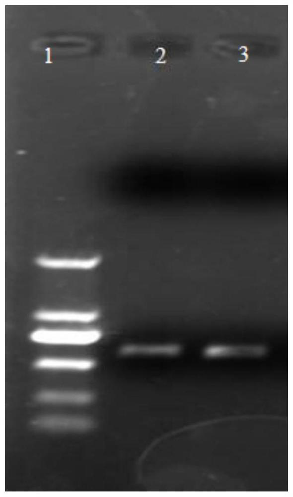 NtCHA1 gene capable of regulating and controlling potassium content of tobacco leaves and application of NtCHA1 gene