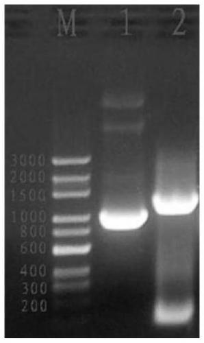 Production method of recombinant strain expressing ETX-CSA at same time and vaccine related to recombinant strain
