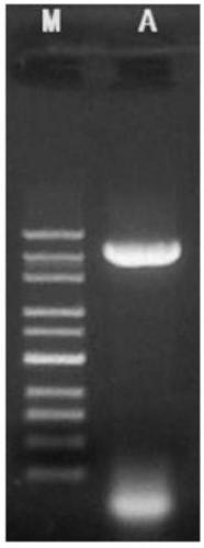 Production method of recombinant strain expressing ETX-CSA at same time and vaccine related to recombinant strain