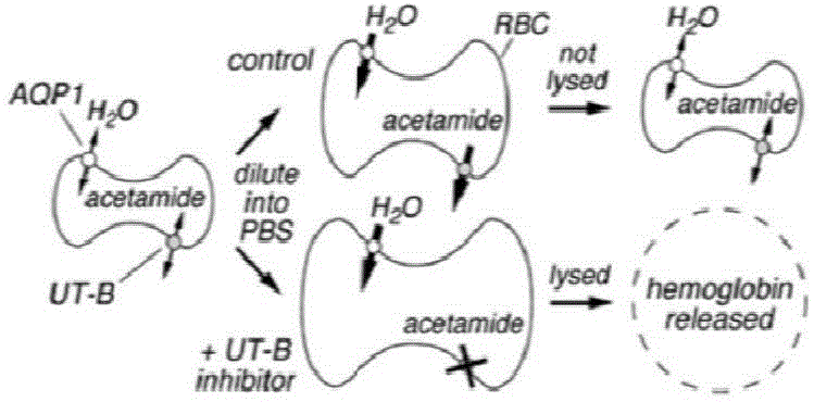 Application of a urea transporter (UT) inhibitor Youbi
