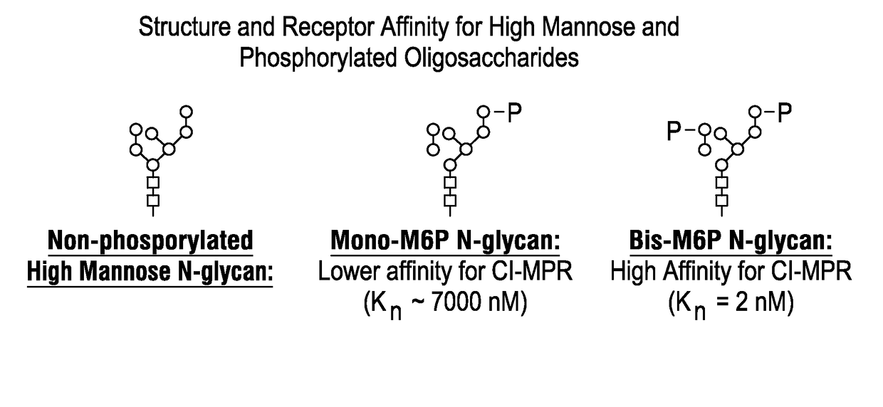 Highly Potent Acid Alpha-Glucosidase With Enhanced Carbohydrates