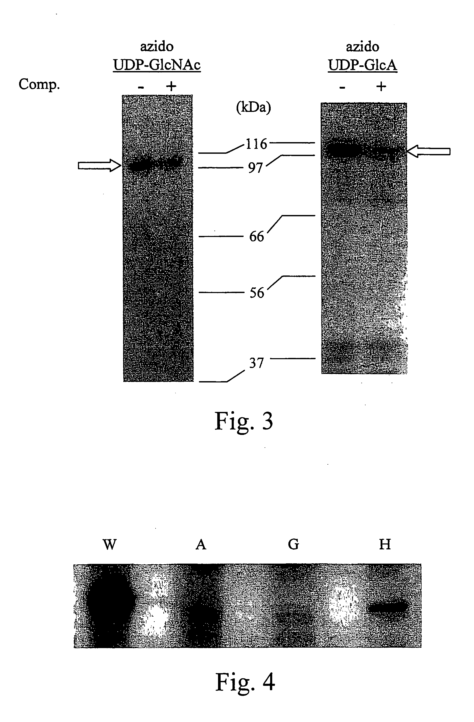 DNA encoding hyaluronan synthase from Pasteurella multocida and methods of use