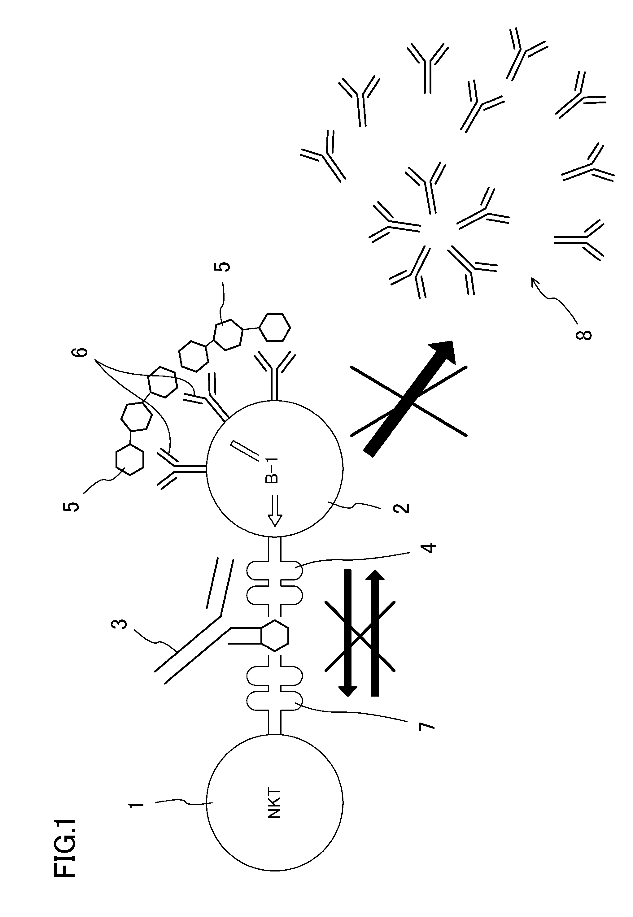 Antibody-mediated rejection inhibitor
