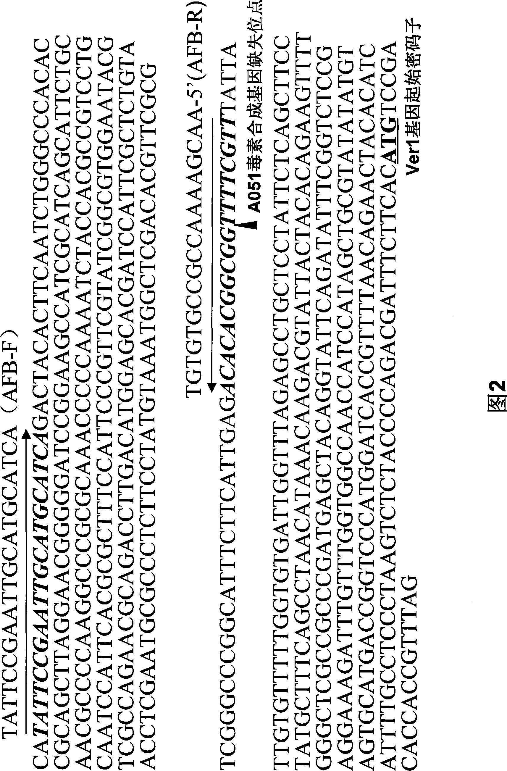 Aspergillus flavus strain without producing aspergillus flavus toxin and uses thereof