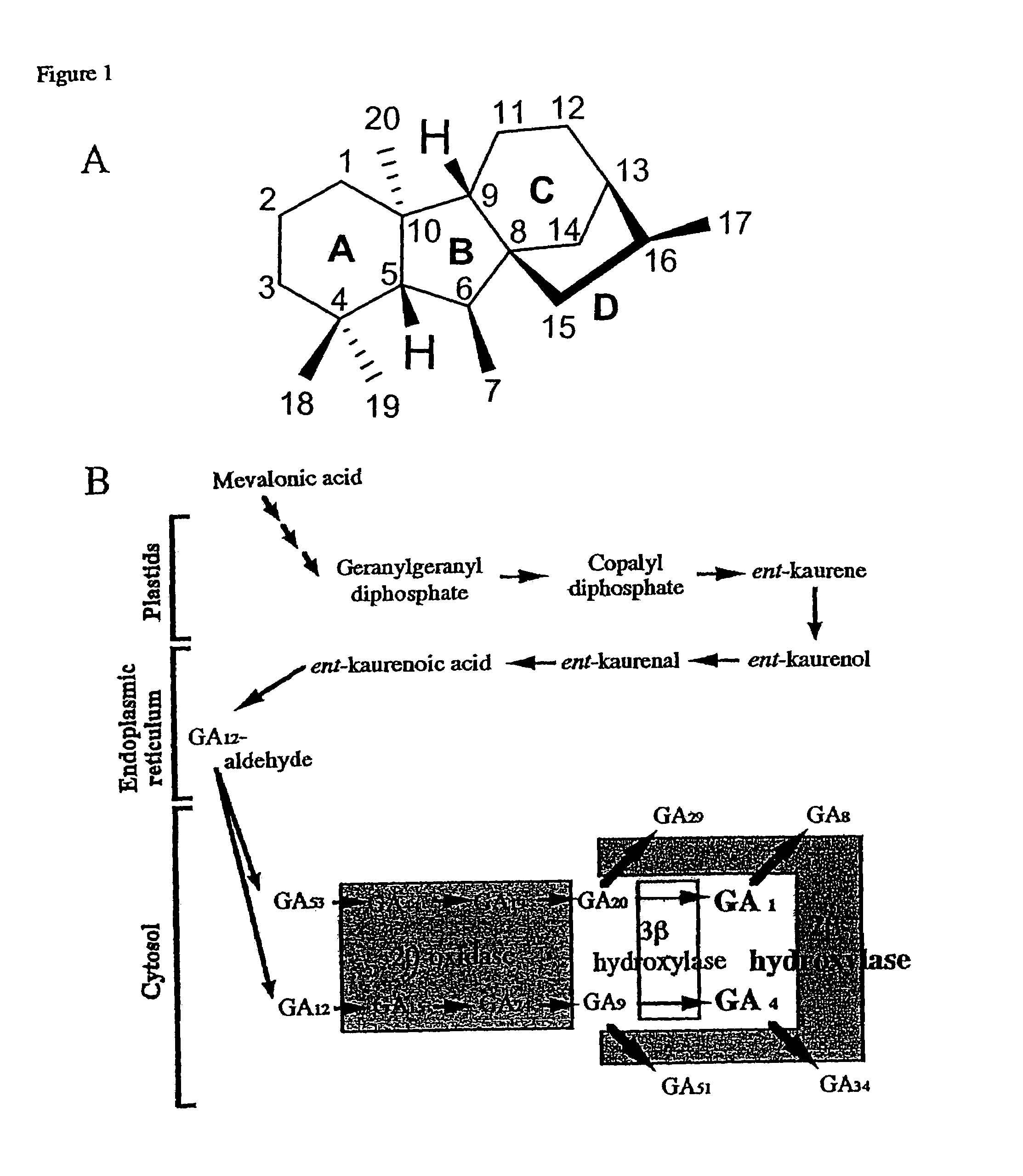 Gibberellin 2β-hydroxylase genes of rice and uses thereof