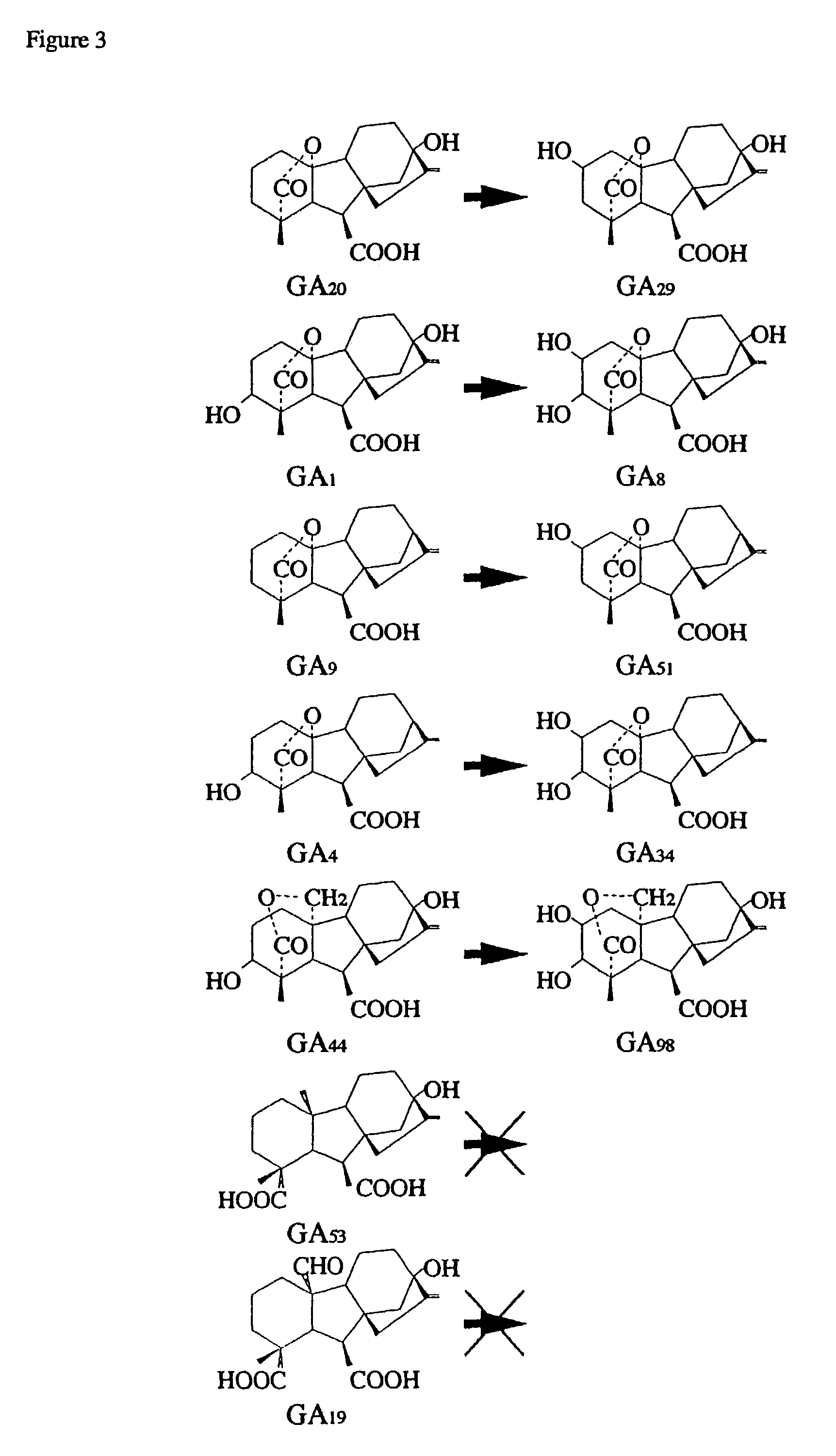 Gibberellin 2β-hydroxylase genes of rice and uses thereof
