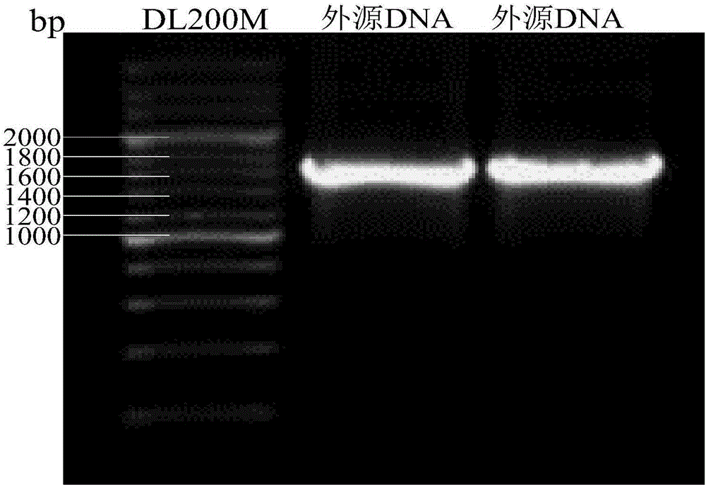 Method for improving acquisition efficiency of electroporated positive recombinants of escherichia coli