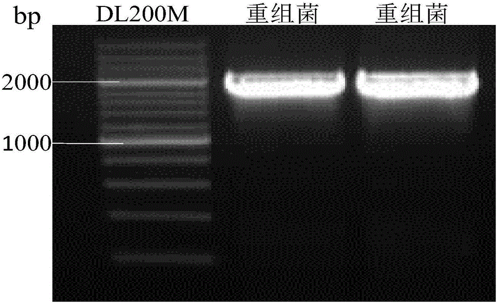 Method for improving acquisition efficiency of electroporated positive recombinants of escherichia coli