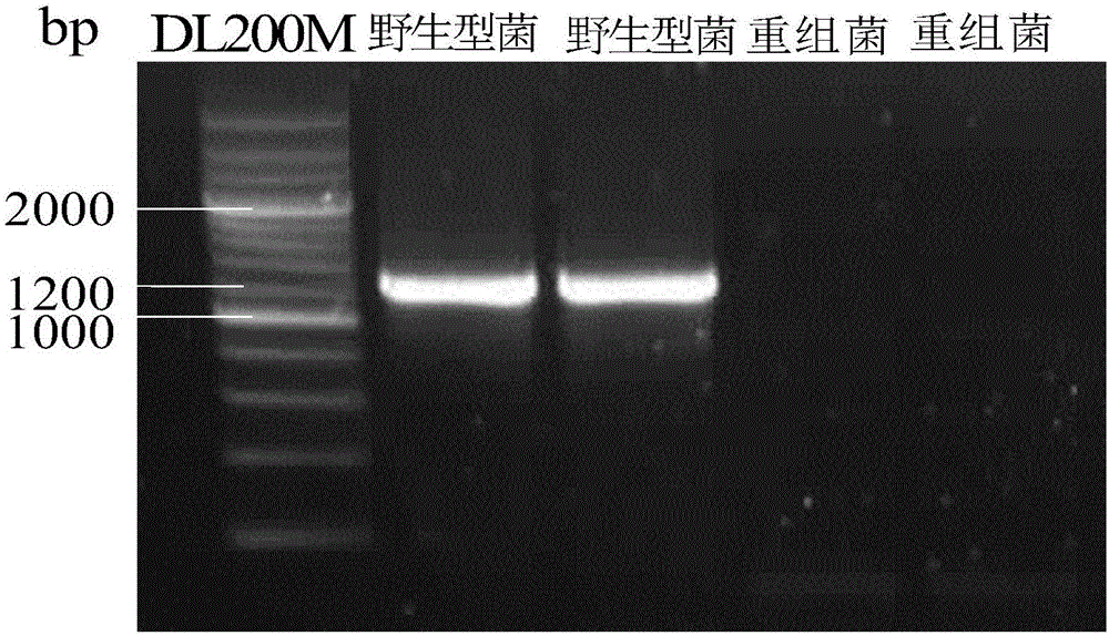 Method for improving acquisition efficiency of electroporated positive recombinants of escherichia coli