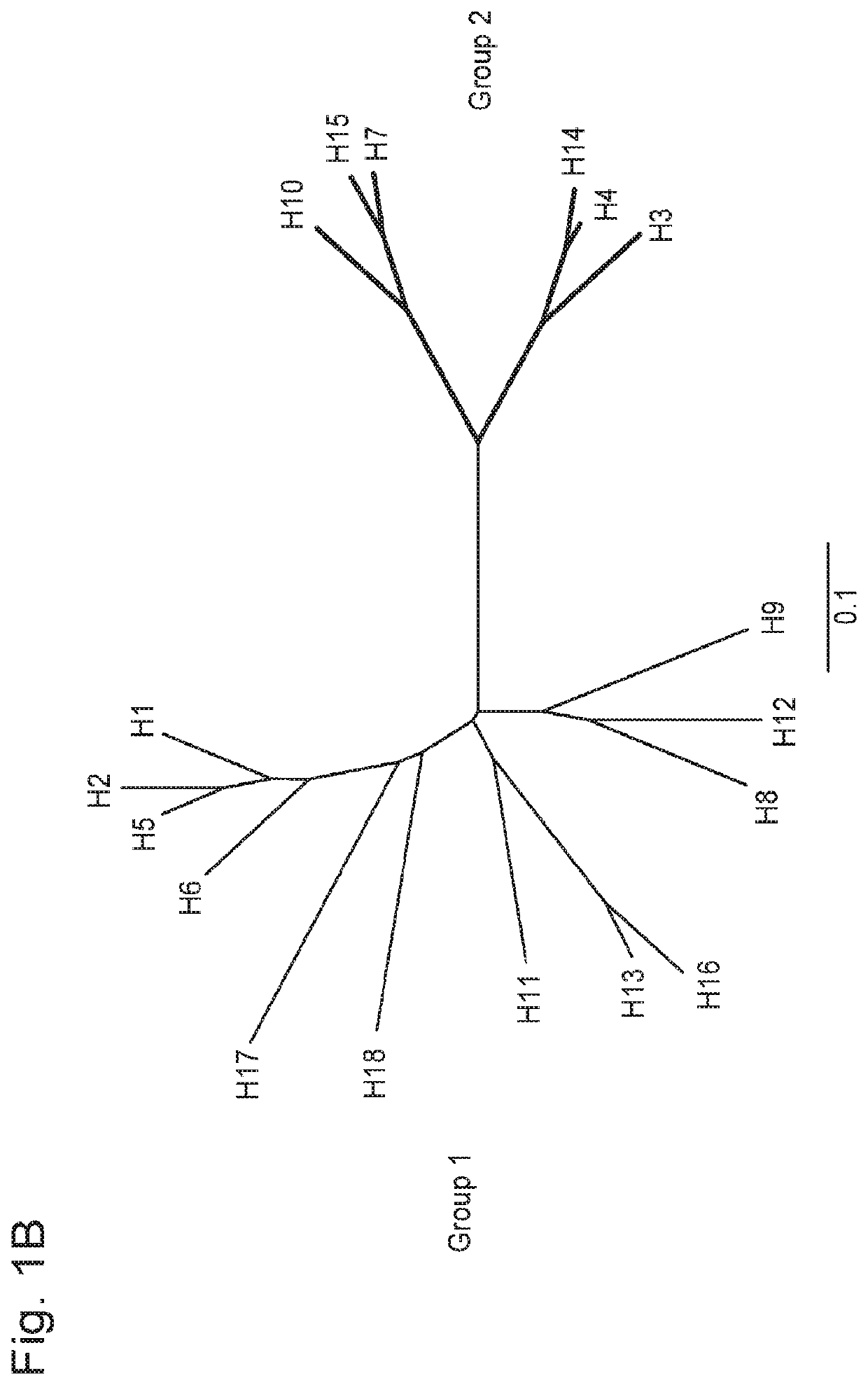 Humanized influenza monoclonal antibodies and methods of use thereof