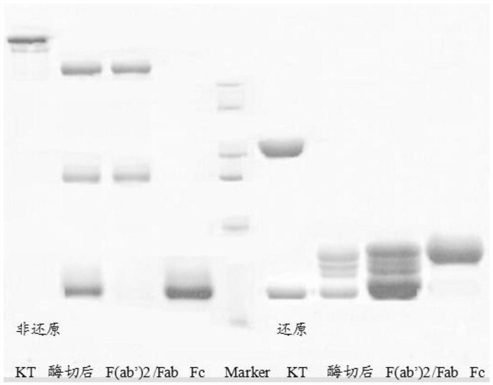 Preparation method of mouse monoclonal antibody IgG2a F (ab`) 2