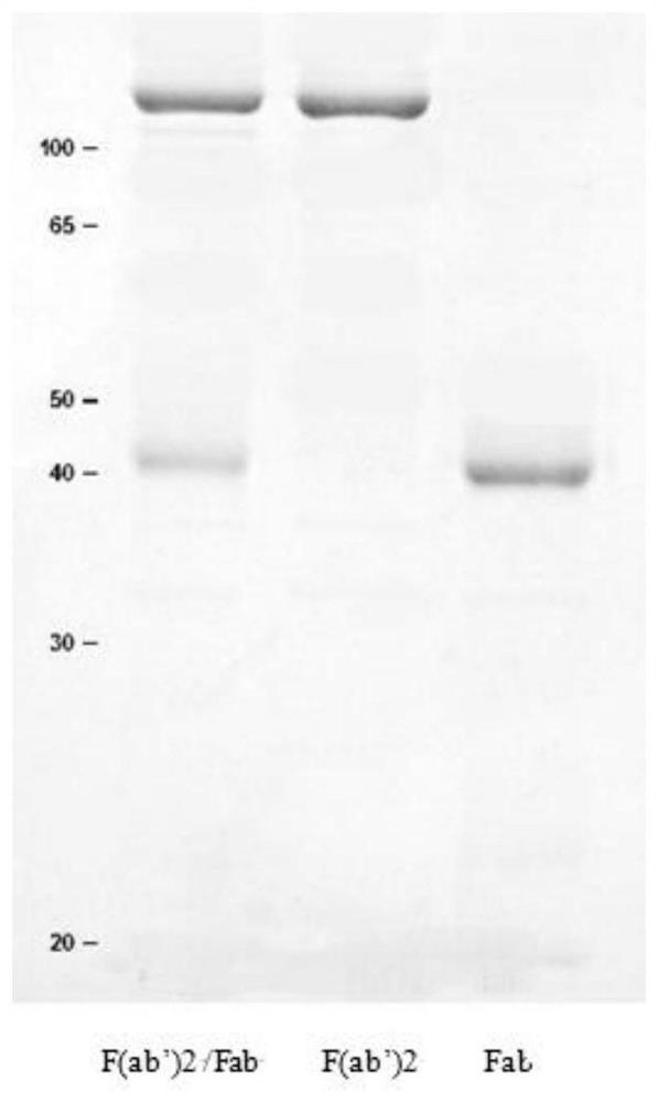 Preparation method of mouse monoclonal antibody IgG2a F (ab`) 2