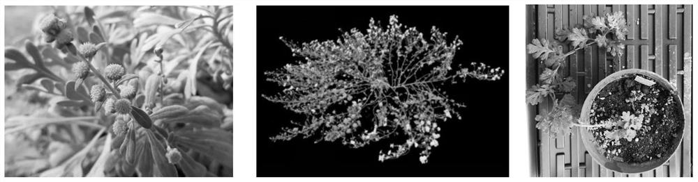 Intergeneric distant hybrid creation method of crossostephium chinense and creeping ground-cover chrysanthemum