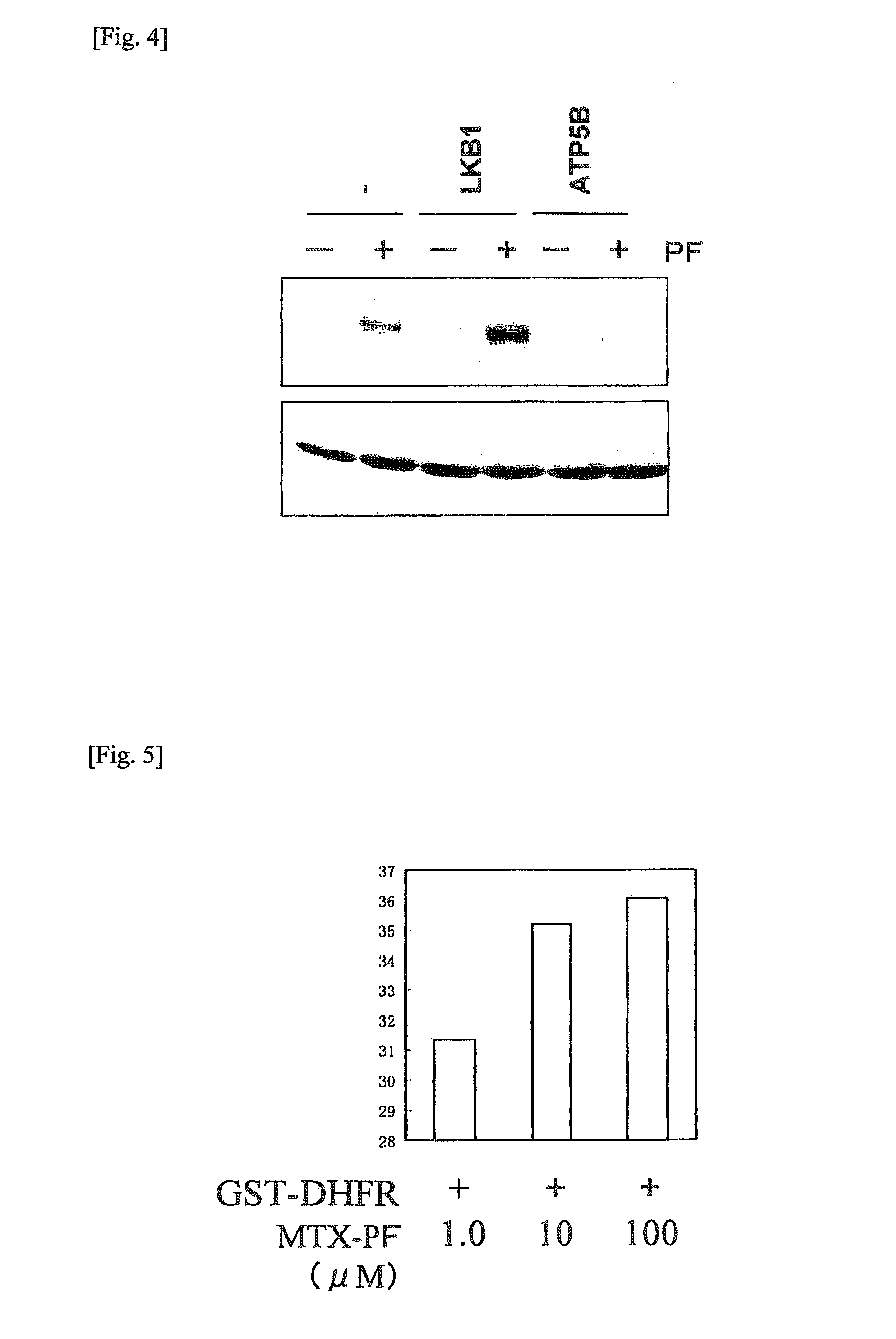 Method for identifying target protein of drug and method for screening therapeutic agent for diabetes using the target protein