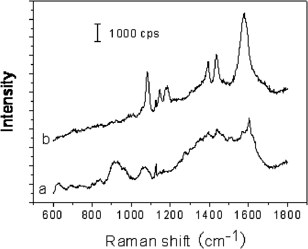 Substrate for surface enhanced Raman scattering and preparation method thereof